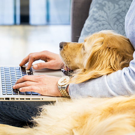 Image: Dog laying on the lap of a man on a laptop