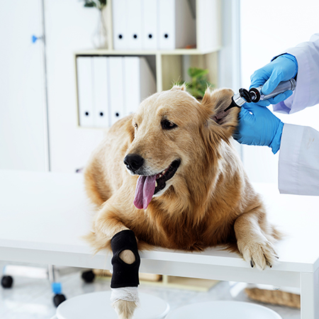 Image: Dog getting examined in a medical room